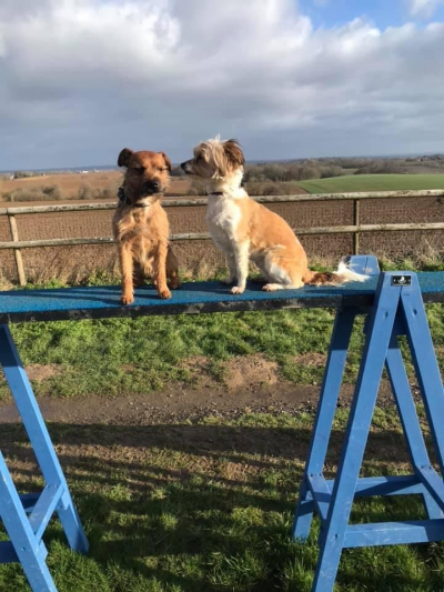 These two have a great view from the top of the dog walk, watching whats going down! It was a beautiful cold morning here at Benedict Farm Boarding kennels secure fun activity exercise field. It certainly didn't stop these two enjoy themselves.